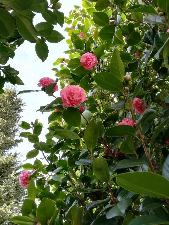 וילאנואבה דה ארוסה Villa Las Camelias מראה חיצוני תמונה